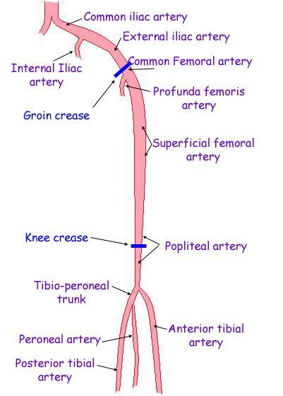 Lower Limb Arteries Arteries Of Lower Limb, Lower Limb Arteries, Lower Limb Anatomy, Vascular Anatomy, Cath Lab Nursing, Arteries Anatomy, Unclog Arteries, Vascular Ultrasound, Sonography Student