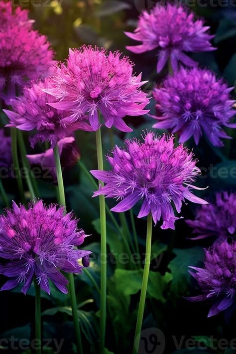 AI Generative Allium giganteum or giant onion purple flowers close up Purple Allium, Allium Giganteum, Flower Close Up, Flowers Purple, Vector Graphics, Purple Flowers, Close Up, Vector Free, Software