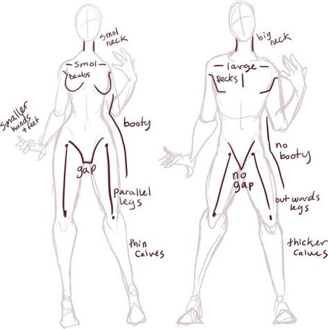 Male Vs Female Anatomy, Drawing Tuts, Drawing Basics, Awesome Websites, Anatomy Studies, Male Vs Female, Art Anatomy, Drawing Bases, Body References