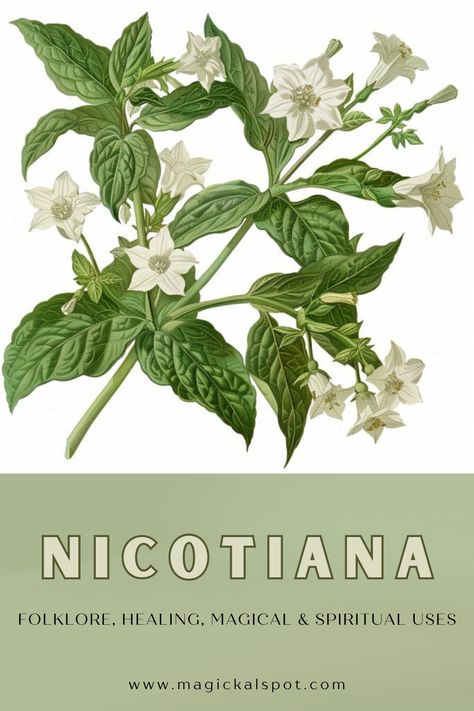 Unveil the mystique of 'Nicotiana: Folklore, Healing, Magical & Spiritual Uses' 🌿🔮. Delve into the world of tobacco plant's sacred essence, exploring its use in rituals, offerings, and healing. Learn about Nicotiana's role in spiritual practices, its protective properties, and how to respectfully harness its potent energies. Ideal for those integrating plant magic into their practice for connection and protection. 🍃✨ #NicotianaMagic #SacredHerbs Nicotiana Plant, Magickal Herbs, Plant Magic, Sacred Plant, Magic Herbs, Green Magic, Magical Herbs, Medicine Wheel, Herbal Magic