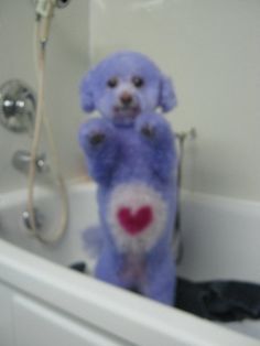 Care Bear groomed dog! Dog Fur Dye, Dog Fur Dye Ideas, Dogs With Dyed Fur, Dog Dye Ideas Creative Grooming, Dog Hair Dye Ideas, Dog Dye Ideas, Creative Hair Dye, Creative Dog Grooming, Dog Hair Dye