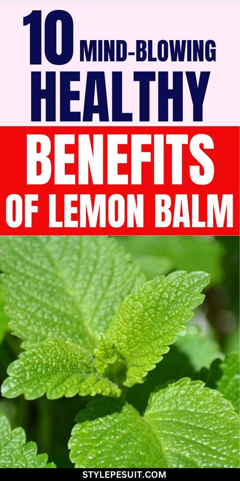 Lemon balm, scientifically known as Melissa officinalis, is a fragrant herb belonging to the mint family. Revered for its calming properties and delightful citrus scent, lemon balm has been used for centuries in traditional medicine and culinary practices. However, its benefits extend beyond flavoring teas and desserts. Here are ten remarkable health benefits of lemon balm. Lemon Balm Tea Benefits, Lemon Balm Benefits, Lemon Balm Uses, Lemon Balm Oil, Health Benefits Of Lemon, Melissa Officinalis, Lemon Balm Tea, Benefits Of Lemon, Lemon Health Benefits