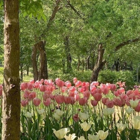 Pink Tulips Cover Photo, Spring Feels, Aesthetic Cottage, Tulips Garden, Tulip Fields, Nothing But Flowers, No Rain, Spring Aesthetic, Pink Tulips