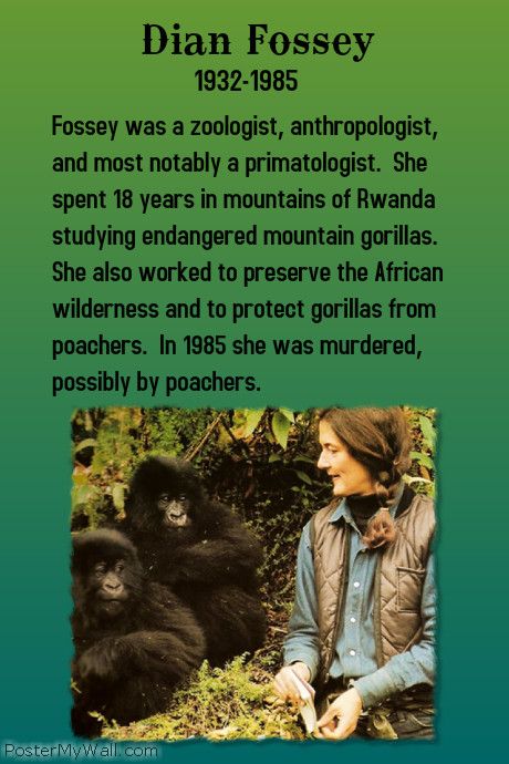 Dian Fossey scientist poster Gorillas In The Mist, Mountain Gorillas, Rwanda Africa, Dian Fossey, Earth Angels, Jane Goodall, Mountain Gorilla, Great Ape, People Of Interest