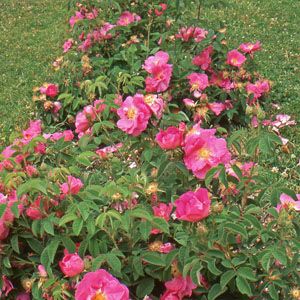 - Rosa gallica var. officinalis (apothecary rose) Apothecary Rose, Summer Flower Arrangements, Partial Shade Plants, Scented Geranium, Pollinator Plants, Perennial Grasses, Diy Projects Gifts, Farm Nursery, Culinary Herbs