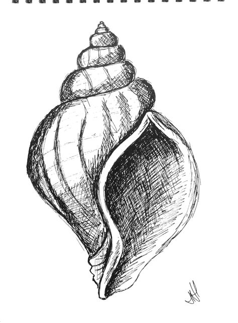 Pen drawing of a shell Seashell Drawing, Shell Drawing, Natural Form Art, Seni Pastel, Gcse Art Sketchbook, Pen Art Drawings, Seni Cat Air, Pencil Art Drawings, Art Drawings Sketches Creative