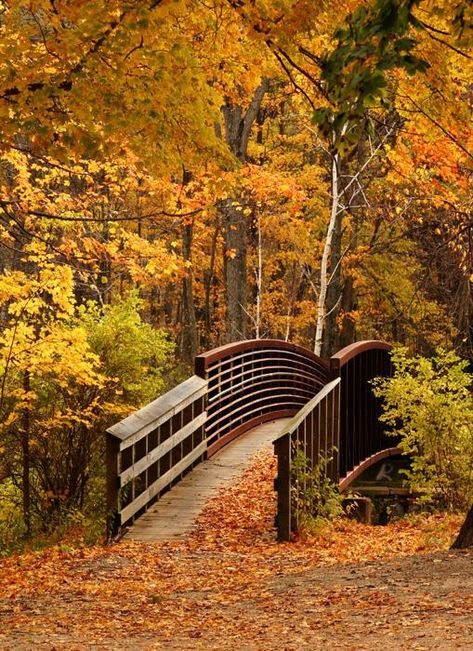 Autumn Bridge, Autumn Scenes, Autumn Scenery, Autumn Beauty, Fall Pictures, A Bridge, Lombok, On The Ground, Fall Foliage