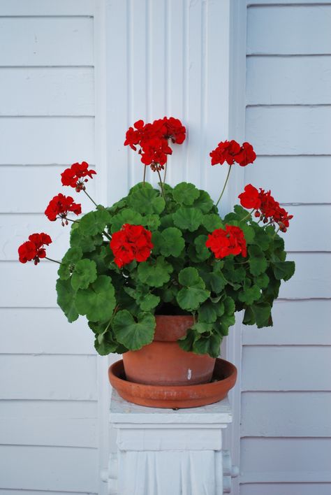 Grand Hotel geranium Riparium Plants, Sunroom Windows, Geraniums Garden, Garden Shed Interiors, Geraniums Red, Potted Geraniums, Geranium Plant, Rusty Garden, Balcony Flowers