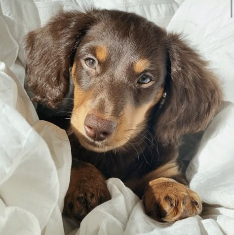 @/Luca.thedachshund on Instagram #cute #adorable #puppy #puppies #dog #dogs #doglovers #aesthetic #dachshund Aesthetic Sausage Dog, Dachshund Puppies Aesthetic, Aesthetic Daschund, Dachshund Dog Aesthetic, Wiener Dog Aesthetic, Sausage Dog Aesthetic, Weiner Dog Aesthetic, Aesthetic Dachshund, Dachshund Aesthetic