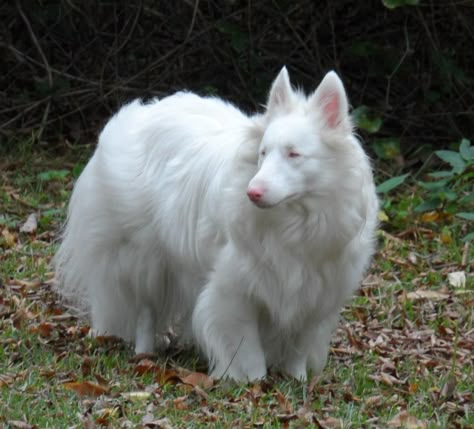 Double White Merle Sheltie. Albino Sheltie? Albino Wolf, White Animals, Albino Dog, White Dog Breeds, Albino Animals, Animal Study, Pretty Dogs, Shetland Sheepdog, Pretty Animals