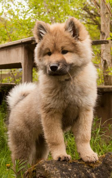 Eurasier Puppy, Eurasian Dog, Eurasier Dog, Dogs Are The Best, Fluffy Dogs, Perfect Family, Cute Dogs And Puppies, Disney Films, Cute Cats And Dogs