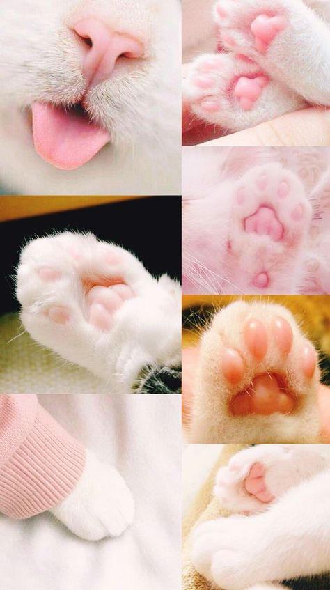 Cat Paw Pictures, Cute Paws Wallpaper, Cute Cat Paws Drawing, Cat Paws Aesthetic, Cat Paw Wallpaper, Cat Paw Drawing, Kitten Paws, Paw Wallpaper, Bunny Paws