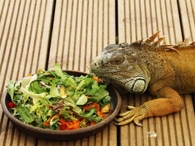 Iguanas look really cute when they are young and when they grow up they look exquisite. Those who have adopted iguana once will surely love to keep it again and again. These reptiles have some weird habits when it comes to daily eating and drinking. Food is needed by them like any creature living and […] The post 5 Best Iguana Food and Water Dish first appeared on MyPetCareJoy. Iguana Food, Baby Iguana, Iguana Cage, Drinking Food, Sour Fruit, Eat Meat, Food Bowl, Sphynx, Reptiles