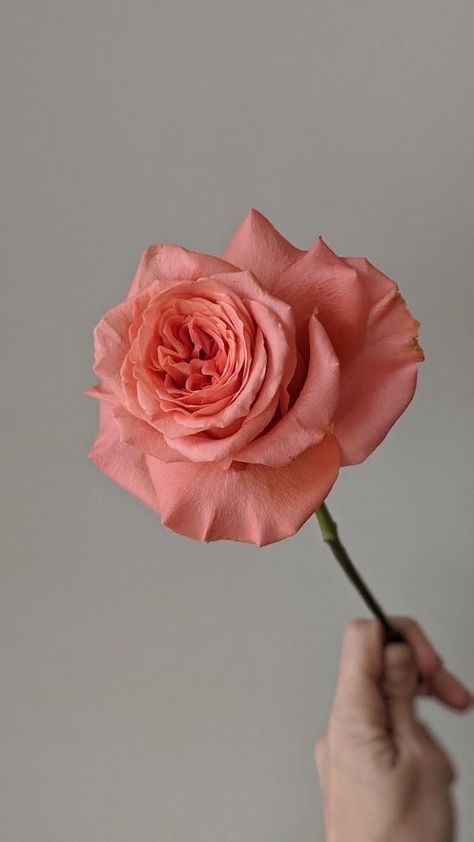 Coral Roses Aesthetic, Pink Expression Rose, Pink Coral Aesthetic, Coral Pink Aesthetic, Coral Aesthetic, Aesthetic Bookmarks, Hands Holding Flowers, Coral Roses, Rosa Coral