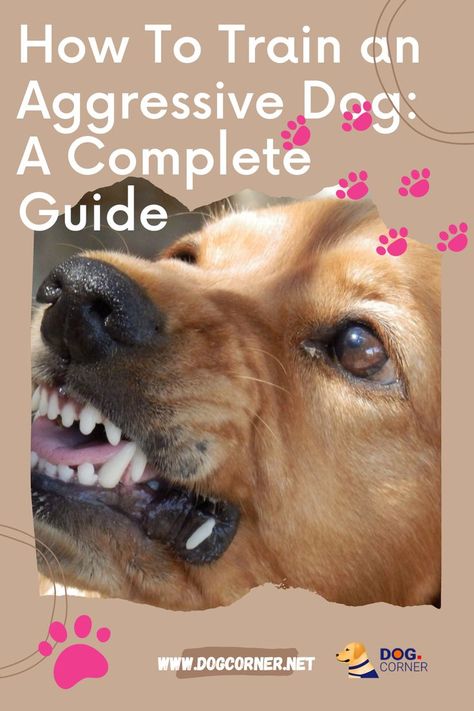 Having an aggressive dog is a big problem. He may be aggressive towards you, other people, or other dogs. It can cause severe issues and complications. You may wonder the obvious. Can you and how to train an aggressive dog? The first thing to know is that yes, you can train an aggressive dog. It is a time-consuming process and it will require a lot of patience, but it is essential. There are also a lot of other things you will need to know regarding this matter. Aggressive Dog Training Tips, Dog Aggression, Dog Aggression Towards People, Aggressive Dogs, Dog Corner, Crate Training Puppy, Puppy Biting, Dog Spaces, Giant Dogs