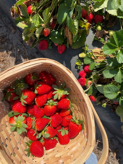 Strawberry Garden Aesthetic, Strawberry In Basket, Field Of Strawberries, Strawberries Aesthetic, Strawberry Picnic, Strawberry Wallpaper, Strawberry Basket, Kue Macaroon, Aesthetic Strawberry