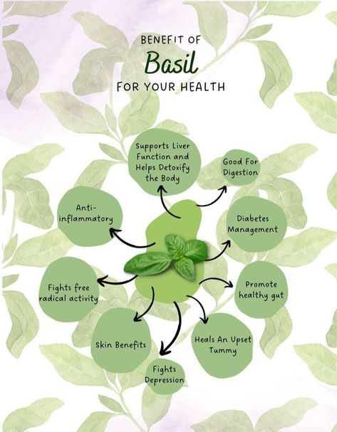 #organicgardening #gardenideas #garden #gardeningideas #herbalism #gardeningideasforbeginners #gardeninghacks #medicinalgardening #herbs #herbgarden #medicinalplants #seeds #naturalremedies #bestherbplants #howtogrowmedicinalplants #backyardgardening #bestgardeningtips Benefits Of Basil, Basil Health Benefits, Basil Tea, Herbal Tea Benefits, Medicinal Herbs Garden, Medical Herbs, Medicinal Garden, Basil Plant, Food Health Benefits