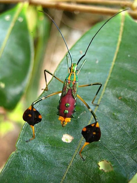 leaf-footed passion vine bug Leaf Footed Bug, Colorful Bugs, Caterpillar Insect, Weird Insects, Passion Vine, Foto Macro, Strange Animals, Tiny Creatures, Bug Collection