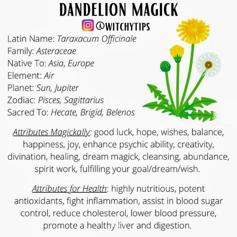 Dandelion Meaning Witchcraft, Dandelion Spiritual Meaning, Burning Dandelion, Dandelion Meaning, Dandelion Leaf, Dandelion Leaves, Witch Stuff, Dandelion Root, White Witch