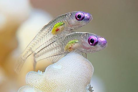 Transparent Fish Goby Fish, Transparent Fish, Dog Portraits Art, Beautiful Sea Creatures, Underwater Photos, Photography Contests, Beautiful Fish, Ocean Creatures, Portraits From Photos