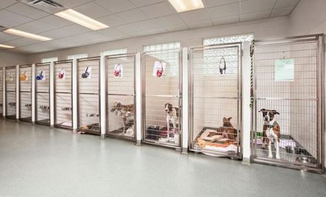 30+ Best Indoor Dog Kennel Ideas - The Paws Dog Boarding Ideas, Animal Shelter Design, Cheap Dog Kennels, Luxury Dog Kennels, Dog Boarding Facility, Dog Kennel Ideas, Dog Boarding Kennels, Boarding Kennels, Indoor Dog Kennel