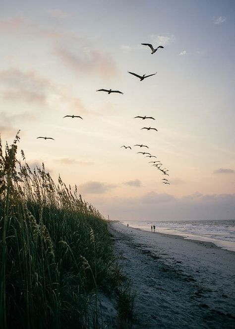 Photos Bff, I Love The Beach, Oak Island, Birds Flying, Beach Life, Beautiful Beaches, Beautiful World, The Great Outdoors, The Ocean