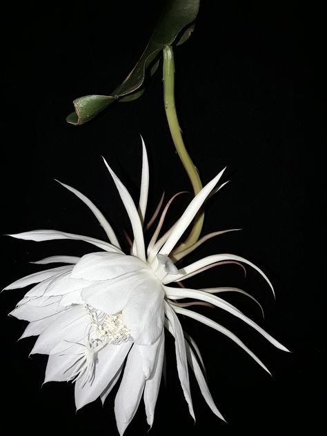 Night Blooming Cereus Drawing, Queen Of The Night Flower, Epiphyllum Oxypetalum, Night Blooming Cereus, Flor Tattoo, Aesthetic Character, Queen Of The Night, Strange Flowers, Beauty Flowers