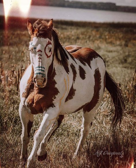 Cowboy Artwork, Aqha Horses, Native American Horses, Indian Horses, American Paint Horse, Cute Horse Pictures, Beautiful Horse Pictures, Horse Costumes, Paint Horse