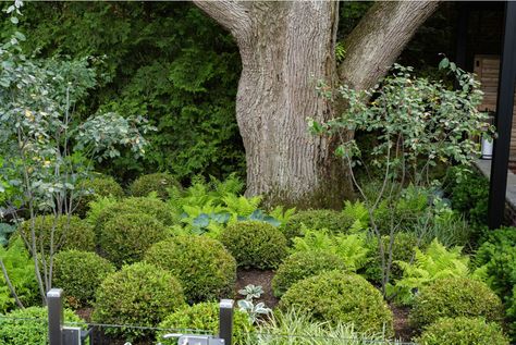 "A majestic oak tree, protected by Toronto Tree Protection Zone (TPZ) by-laws, shaded the property and gave it an air of privacy and serenity, which became a focal point of what was to become a 2024 national award-winning design."

Read more about bringing this award-winning design to life on our blog.

#landscapedesign #maturetree #gardendesign #planting #nativeplanting #perennialplanting #shrubs #garden #oaktree #treeprotection #design #awardwinningdesign #privacyplanting #urbanbackyarddesign Oak Tree Garden, Best Landscape Design, Tree Protection, Custom Backyard, Urban Backyard, Leisure Pools, Sloped Backyard, Perfect Backyard, Red Brick House