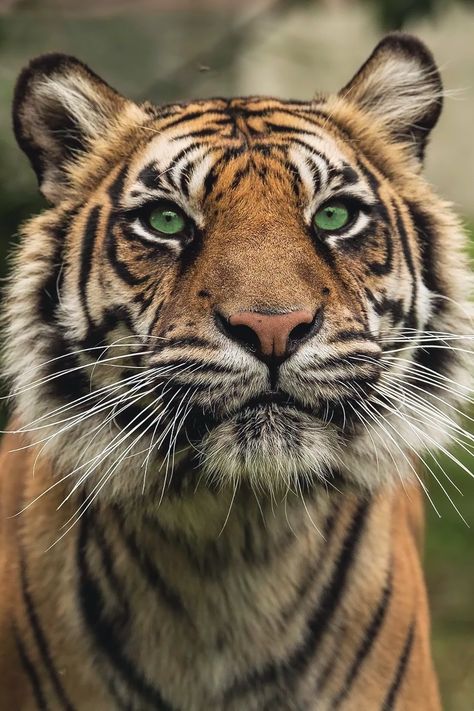 🦁 Tiger Oc, Tiger Pics, Bio Diversity, Tiger Photography, Save The Tiger, Tiger Images, Photography Animals, Tiger Wallpaper, Cat Species