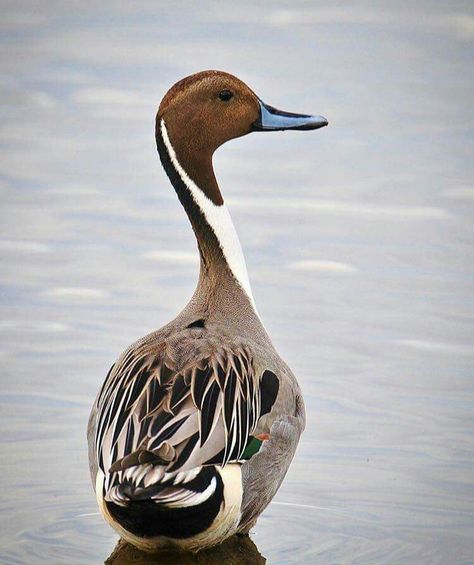 Northern Pintail Geese Breeds, Pintail Duck, Duck Species, Teal Duck, Duck Breeds, Decoy Carving, Duck Pictures, Cute Ducklings, Waterfowl Hunting