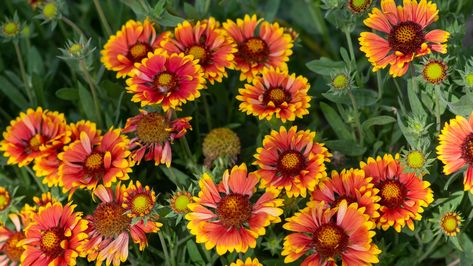 Indian Blanket Flower, Plants For Beginners, Flowers House, Blanket Flower, Florida Plants, Woodland Flowers, Native Plant Gardening, Indian Blankets, Plants To Grow