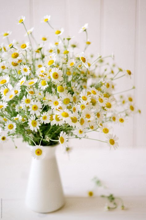 Chamomile Flowers, Edible Plants, Cut Flowers, Love Flowers, Daisy Flower, Pretty Flowers, Spring Flowers, Flowers Bouquet, Flower Garden