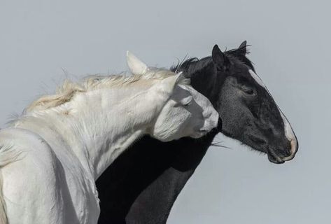 2 Horses, Photo Manga, Mare And Foal, Horse Pony, Pretty Animals, Arte Inspo, White Horse, Horse Girl, 귀여운 동물