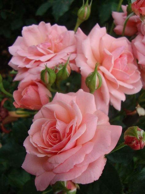 Picture Of Roses Flower, Pretty Rose Flowers, Pictures Of Roses, Pink Rose Pictures, Rose Flower Wallpaper, Pink Rose Flower, Rose Pictures, Pretty Roses, Blooming Rose