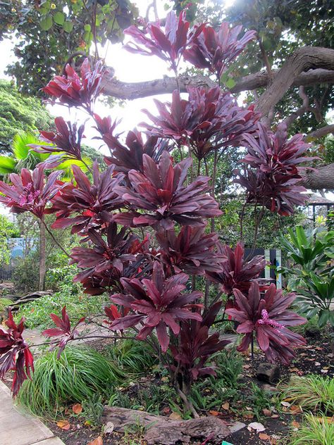 Brazilian Wood Plant, Hawaiian Ti Plant Landscape, Bromeliads On Trees, Bromeliads Garden, Bromeliads On Trees Trunks, Red Tropical Plants, Ti Plant, Tropical Landscape Design, African Violets Plants