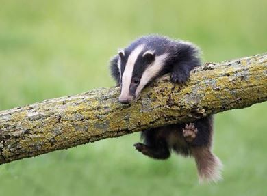 Badger Tattoo, Honey Badger, Woodland Creatures, Sweet Animals, Animal Photo, Tasmania, Ferret, Wildlife Photography, Spirit Animal