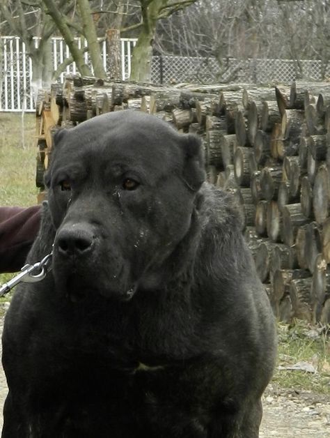 Serbian Defense Dog, Kangal Shepherd, Alabai Dog, Welding Funny, Caucasian Shepherd, Guardian Dog, Every Dog Breed, Livestock Guardian Dog, Presa Canario