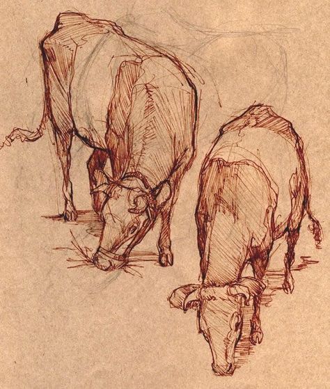 Cow Sketch, Cow Drawing, Nature Sketch, Cow Art, Human Form, Arte Sketchbook, Sketchbook Inspiration, Animal Sketches, Arte Animal