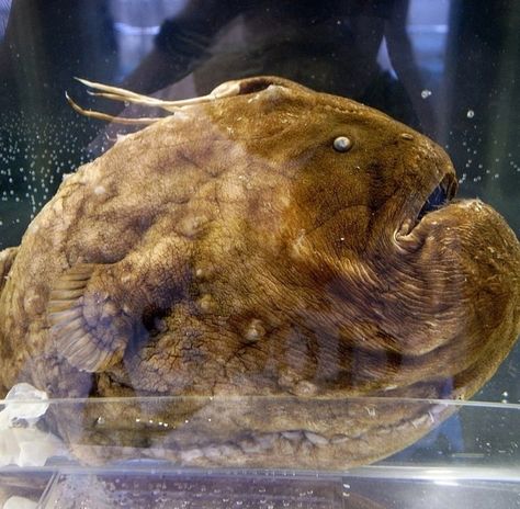 Anglerfish (Football Fish) Creepy Underwater, Mysterious Sea Creatures, Marine Life Photography, Deep Sea Sharks, Cool Sea Creatures, Marine Pictures, Marine Photography, Mythical Sea Creatures, Deep Sea Life