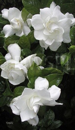 Gardina Flowers, Gardenias Flower, Gardenia Flowers, Gardenia Plant, Sweet Smelling Flowers, Jasmine Plant, White Gardenia, Flower Drawings, Fragrant Plant