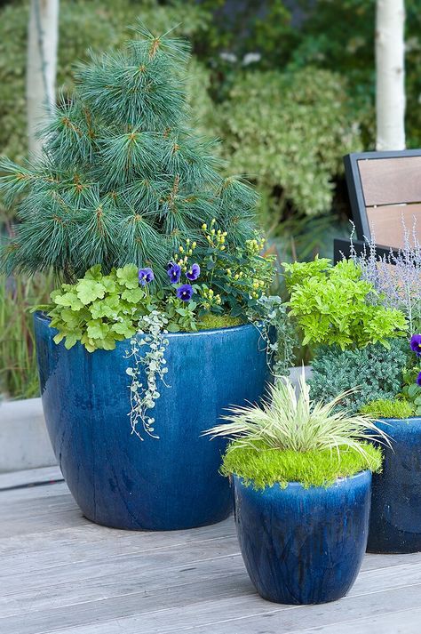 blue-planters-on-deck-102293100 Blue Outdoor Planters, Colorful Outdoor Planters, Blue Plant Pots, Blue Flower Pots, Blue Patio Decor, Paint Garden Pots, Blue Pots, Outdoor Deck Decorating, Deck And Patio