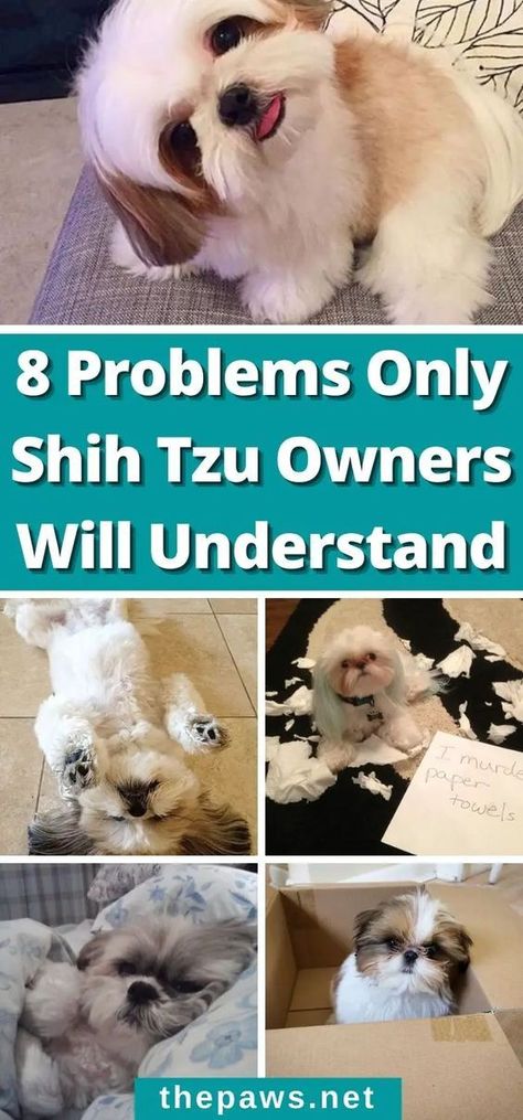 Every Shih Tzu owner can relate. There's never a dull day with a Shih Tzu at home. Shitzu Funny, Shitzu Dogs Haircuts, Toy Shih Tzu, Shih Tzu Puppy Training, Dog Grooming Shih Tzu, Shih Tzu Puppy Cut, Dogs Coat, Shih Tzu Haircuts, Perro Shih Tzu