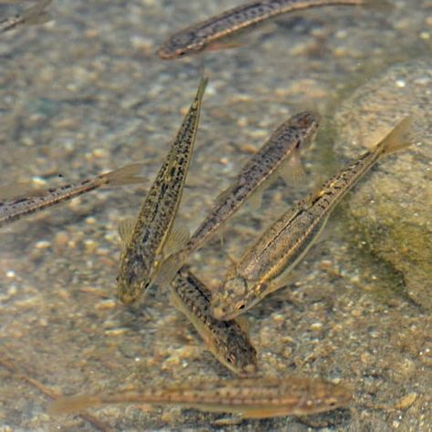 common minnows in an outdoor pond Mosquito Fish, Small Fish Pond, Fishing Gadgets, Ponds For Small Gardens, Fish List, Fish Pond Gardens, Mosquito Larvae, Garden Ponds, Aquatic Garden