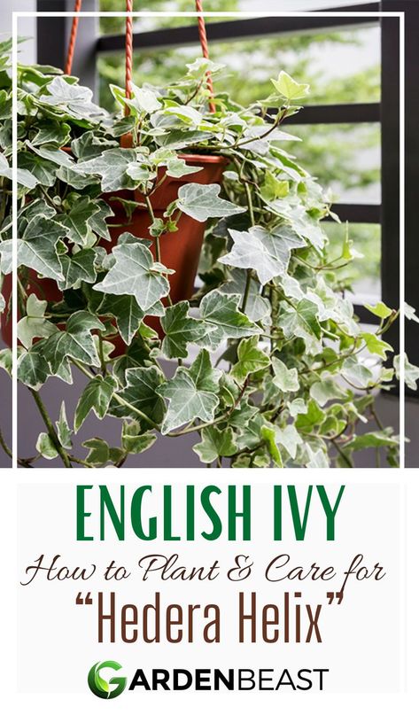 Ivy has been found in homes, gardens, and even offices all over the world. Ivy plants are a great source of greenery that is very low maintenance when compared with other options.The English Ivy, in particular, is a common choice among homeowners and office managers alike | indoor English ivy | english ivy care | outdoor english ivy | English ivy propagation #englishivyplant #indoorplants Ivy Plants Outdoor, English Ivy Plant Indoor, English Ivy Care, Ivy Propagation, Ivy Outdoor, Inside Gardening, Ivy Plant Indoor, Plant Knowledge, Lady Tips