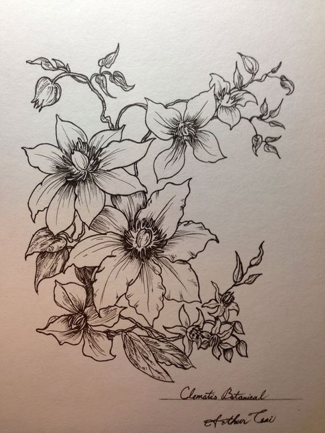 Clematis Botanical Illustration, Clematis Flower Drawing, Clematis Tattoo Ideas, Clematis Flower Tattoo, Clematis Drawing, Clematis Tattoo, Steampunk Flowers, Vine Drawing, Tattoo For Boyfriend