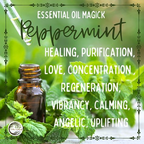 Peppermint Willow Witchcraft Peppermint Oil Witchcraft, Peppermint Witchcraft, Witch Board, Peppermint Oil, Plant Magic, Green Witchcraft, Witch Garden, Magic Herbs, Magical Herbs