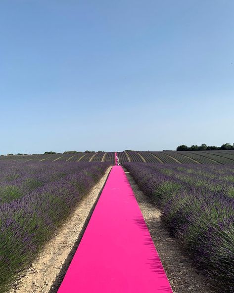 Jacquemus SS20 10th anniversary in the lavender fields of Provence French Lavender Fields, Lavender Field, 10 Year Anniversary, Lavender Fields, Fuchsia Pink, Beauty Life, Land Art, 가을 패션, South Of France