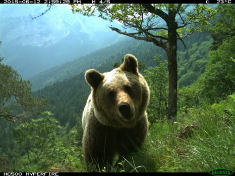 trailcam on X: "https://t.co/ahaIHDpCsR" / X Trailcam Aesthetic, Trail Cam Photos, Trailcam Animals, Trail Camera Pictures, Bear Aesthetic, Trail Cam, Trail Cameras, Trail Camera, Cocoppa Wallpaper