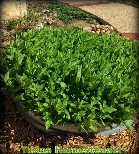 Curb Appeal Landscape, Wood Edging, Growing Mint, Front Garden Landscape, Mint Flowers, Mint Plants, Clay Soil, Replant, Humble Abode